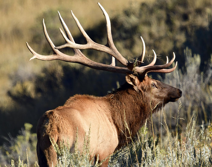 Elk Jewelry